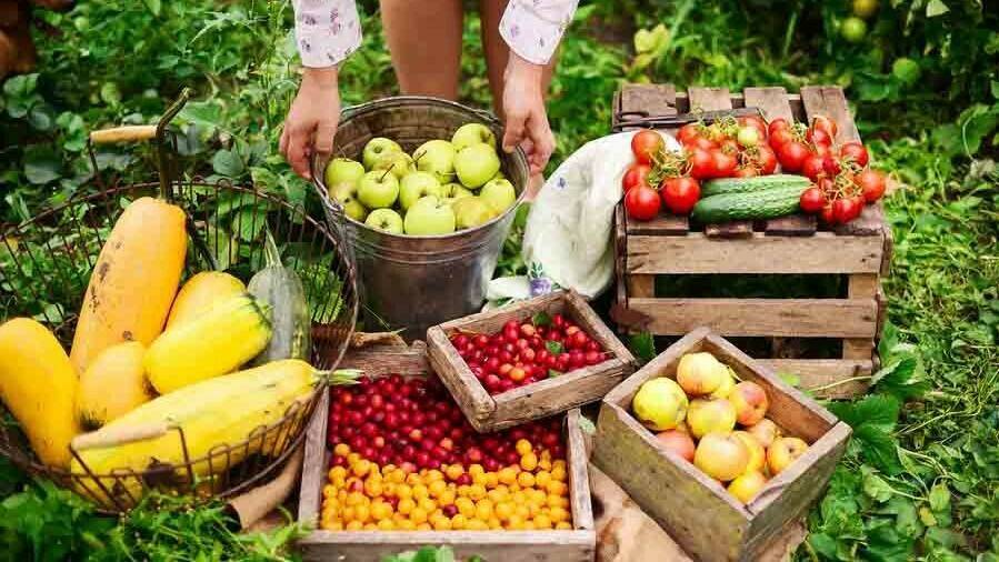 diversificar-fruticultura-española|Iñaki-Hormaza-fruticultura-española